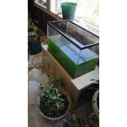 Spirulina culturing kit.  Arthropira, superfood, algae, earthrise, spirulina systems.