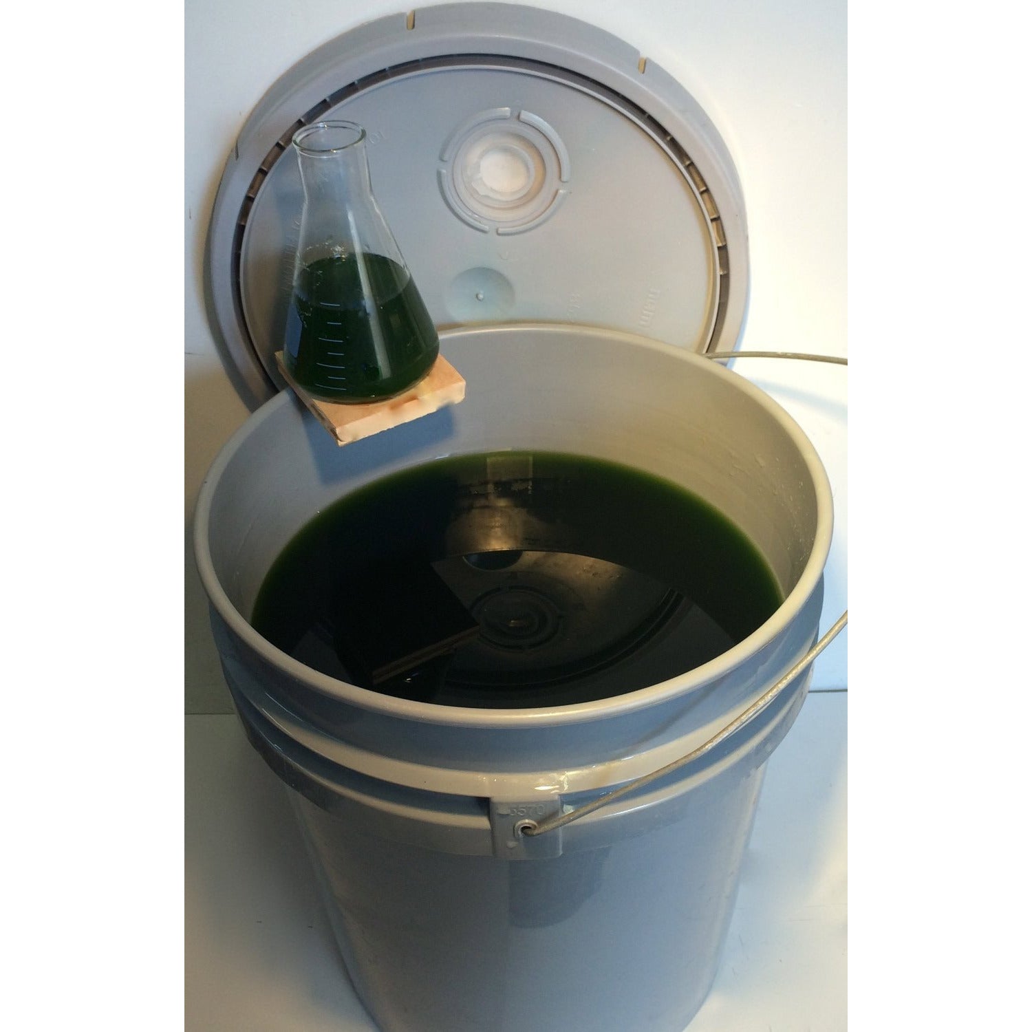 Algae Research Supply: Algae Culture Chlorella vulgaris