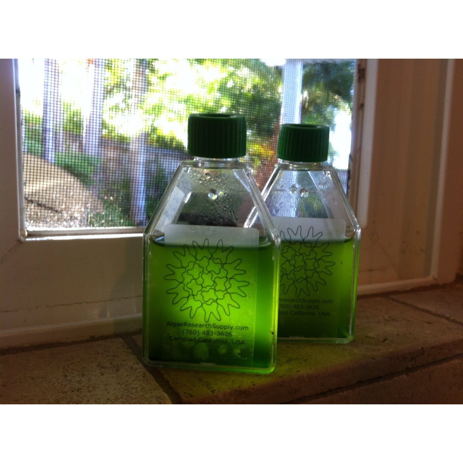 Algae Culture Kit for Microalgae. We have perfected the method and supplies for anyone to grow an ecologically or industrially important strain of algae. It contains everything you need to grow a laboratory-grade culture at home or at your desk!