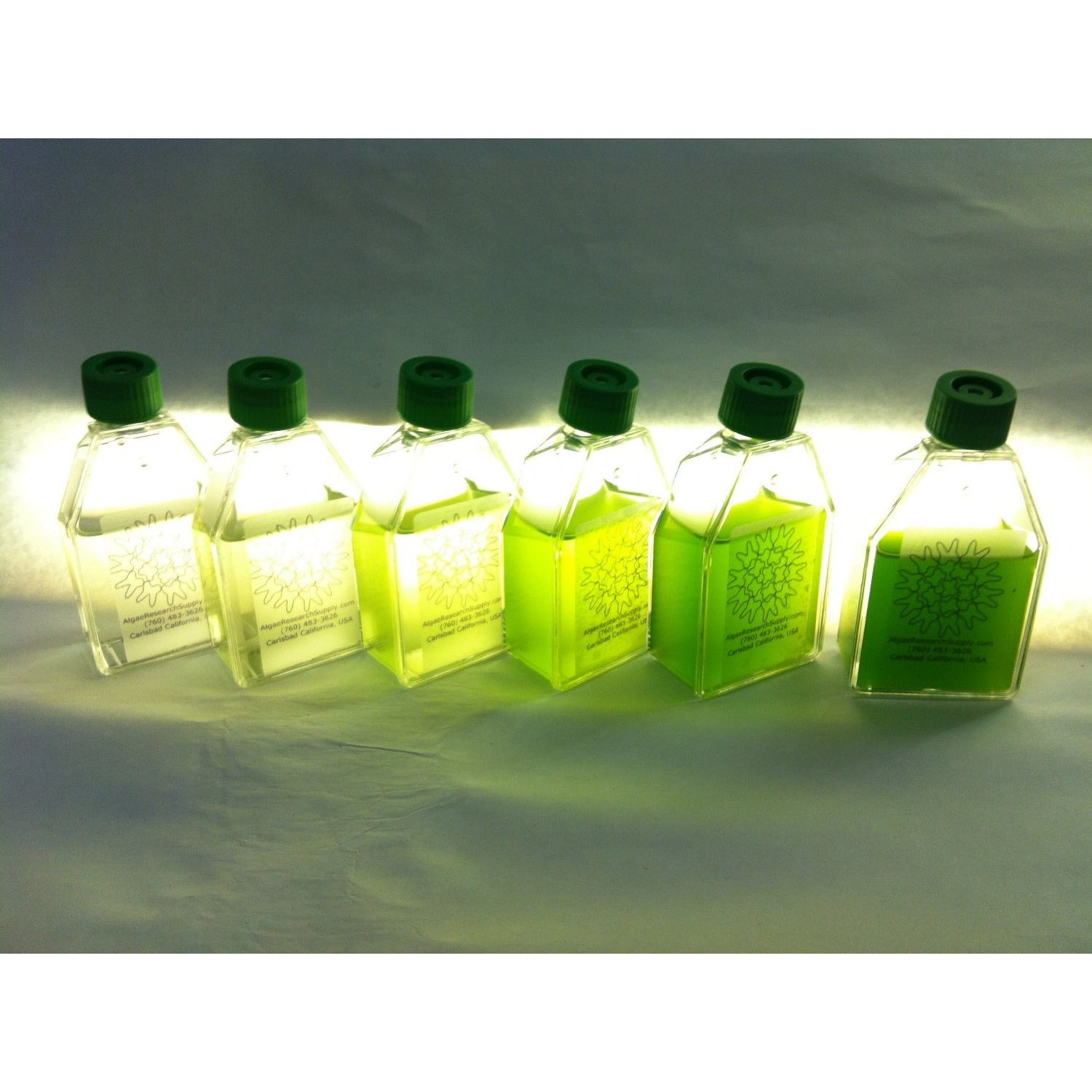 Algae Culture Kit for Microalgae. We have perfected the method and supplies for anyone to grow an ecologically or industrially important strain of algae. It contains everything you need to grow a laboratory-grade culture at home or at your desk!