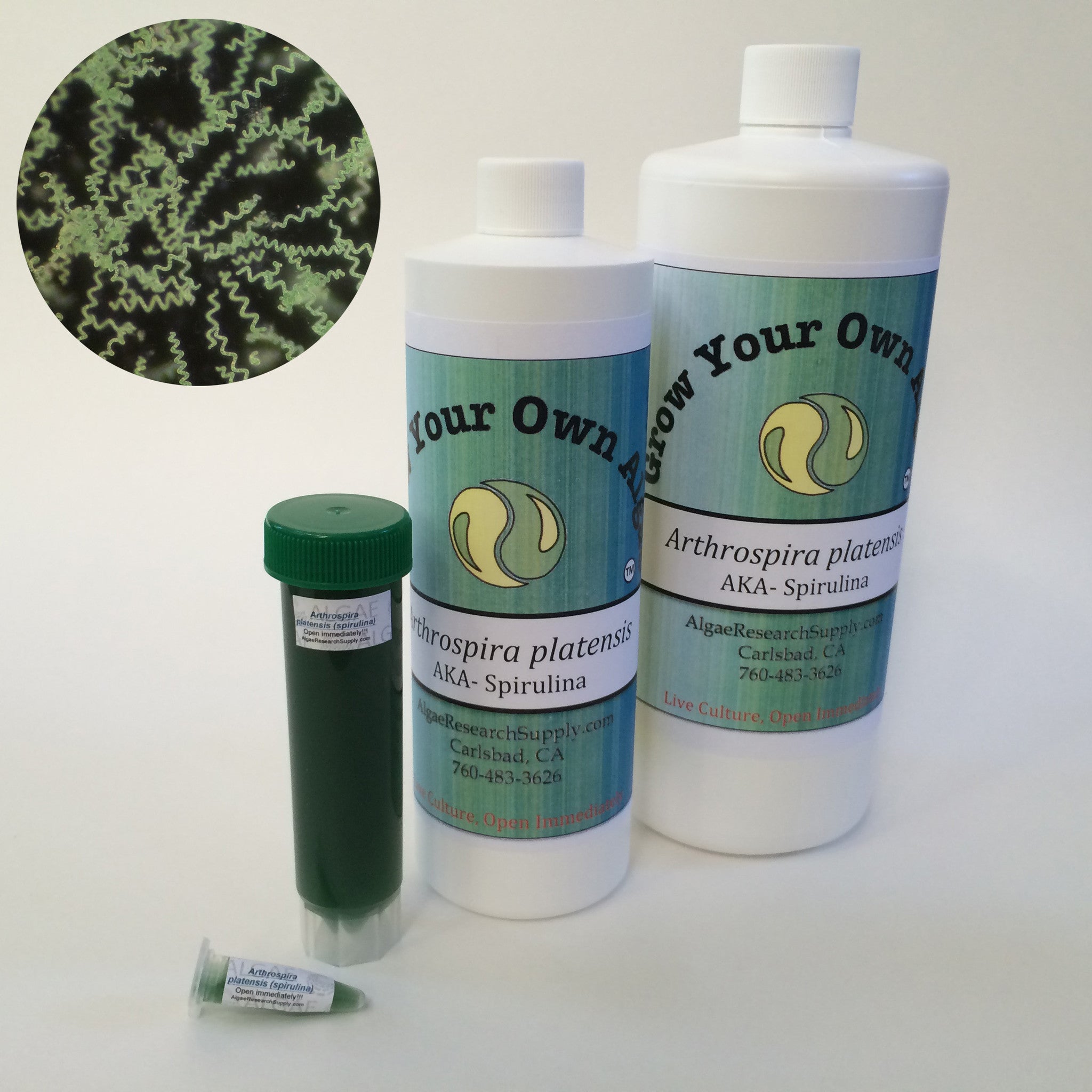 This is a clean culture of Arthrospira platensis.  It is grown in an alkali water (not seawater or freshwater) using spirulina nutrient media.