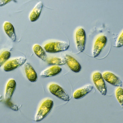 Algae Research Supply: Algae Culture, Dunaliella salina