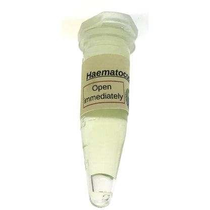 Culture of the astaxanthin producing haematococcus.