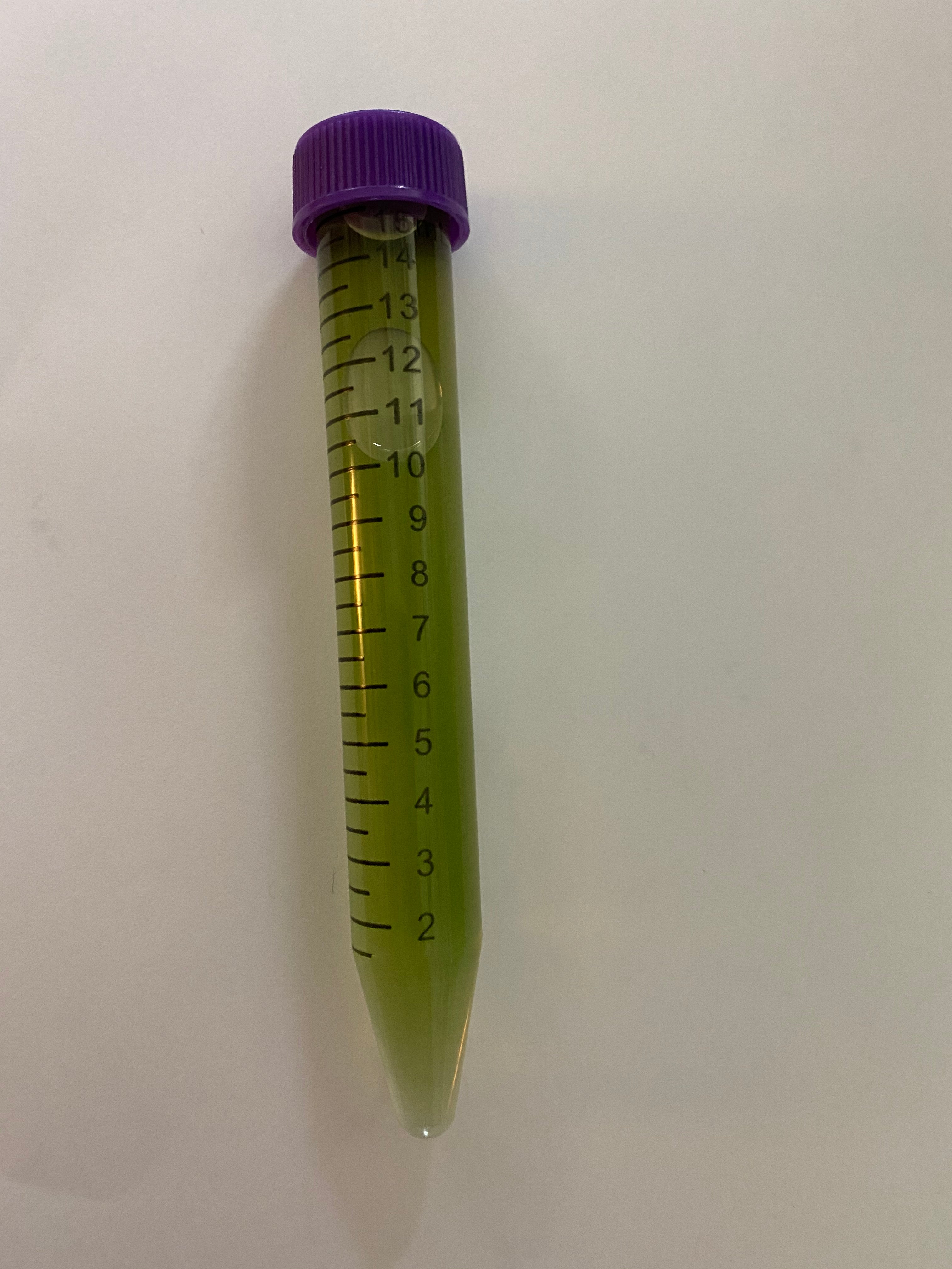Algae Research Supply: Algae Culture Chlorella vulgaris