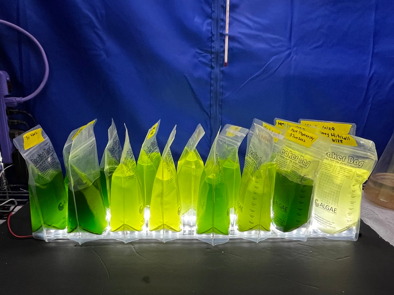 Cell-Hi Walnes Algae Nutrient - Fresh by Design