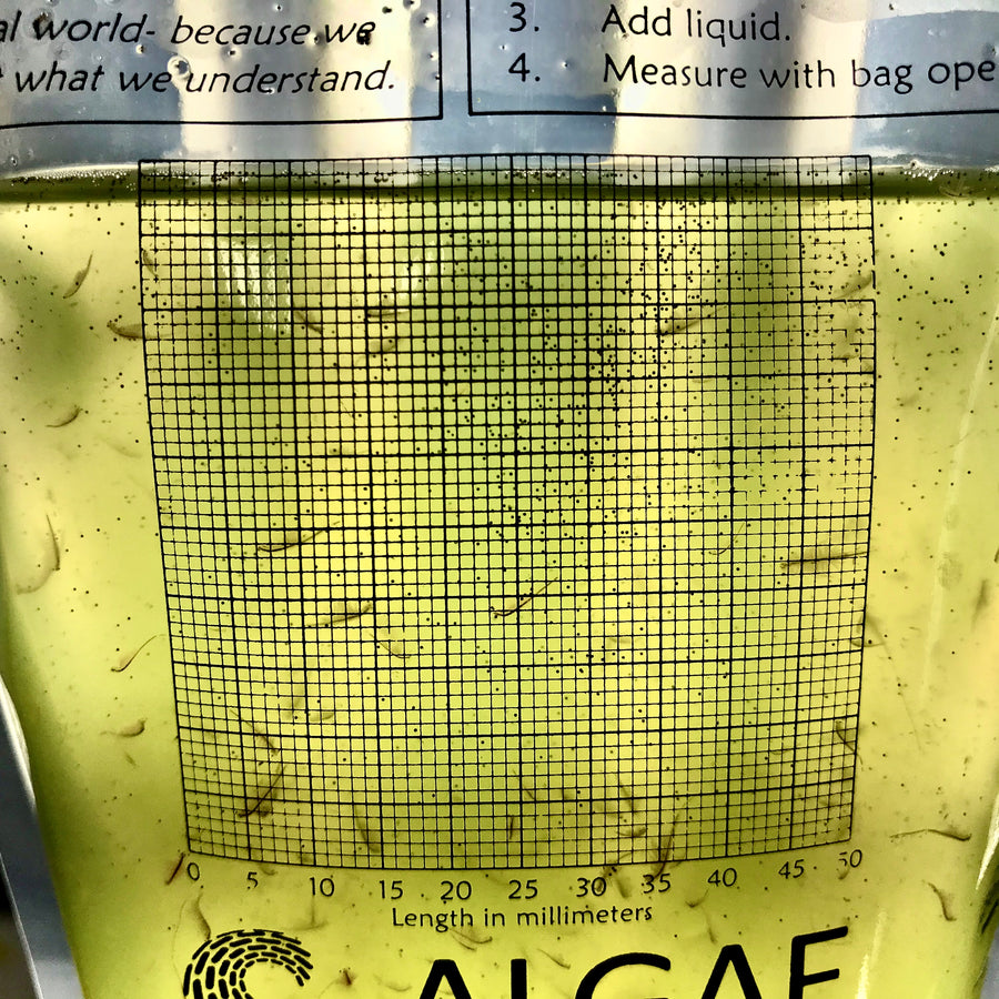 Algae Culture and pH – Algae Research Supply