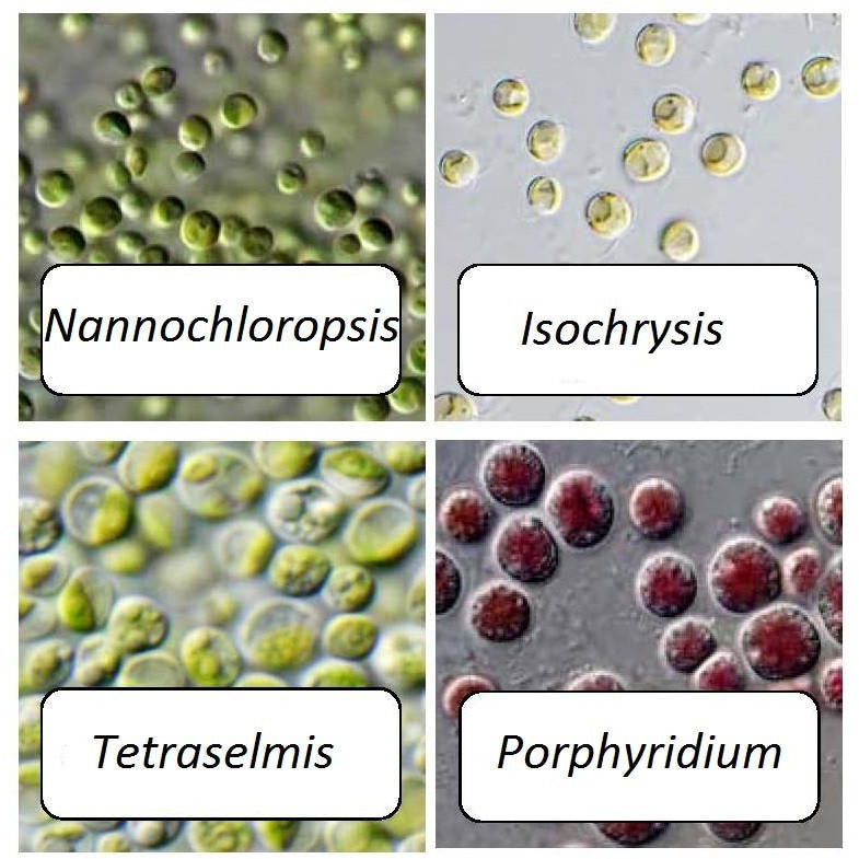 Filter Feeder Formula of microalgae is a blend of four Live Phytoplankton species.