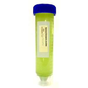 a 50ml culture tube of Nannochloropsis from Algae Research Supply