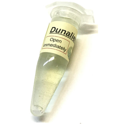 Algae Research Supply: Algae Culture, Dunaliella salina