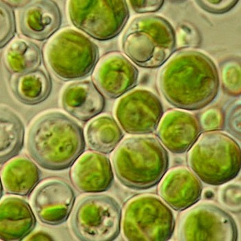 Algae culture of Chlorella vulgaris used for science fair projects. 