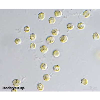 It is an outstanding food for various bivalve larvae and is now widely cultured for use in the bivalve aquaculture industry