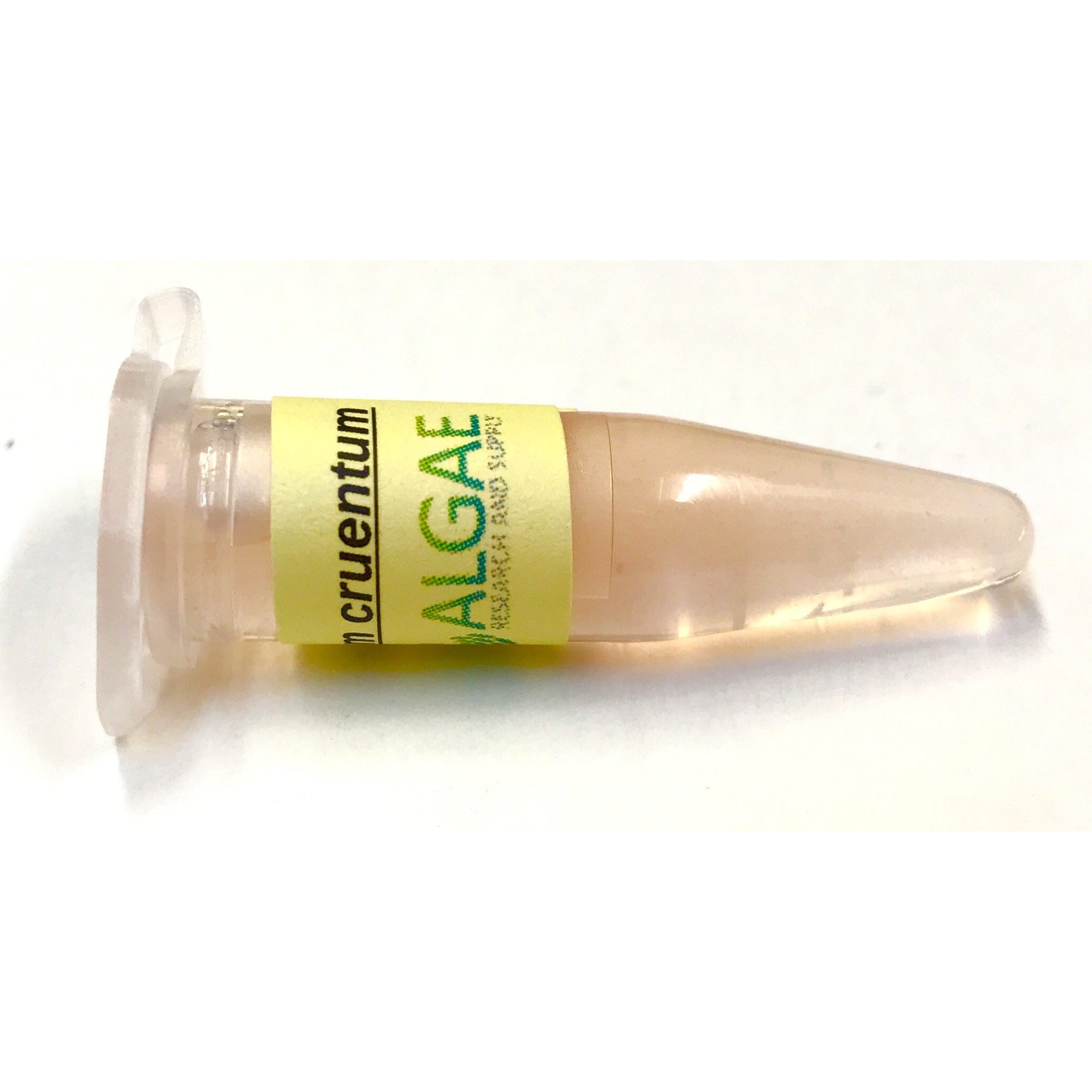 1ml snap cap vial of the red algae porphyridium from Algae Research Supply
