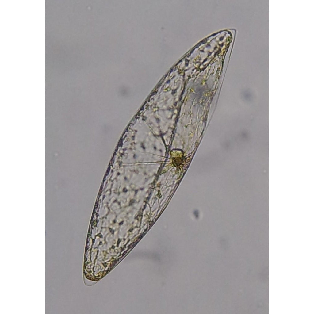Algae Research Supply: Pyrocystis fusiformis