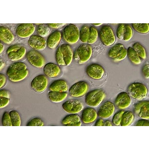 Algae Research Supply: Algae Culture, Tetraselmis