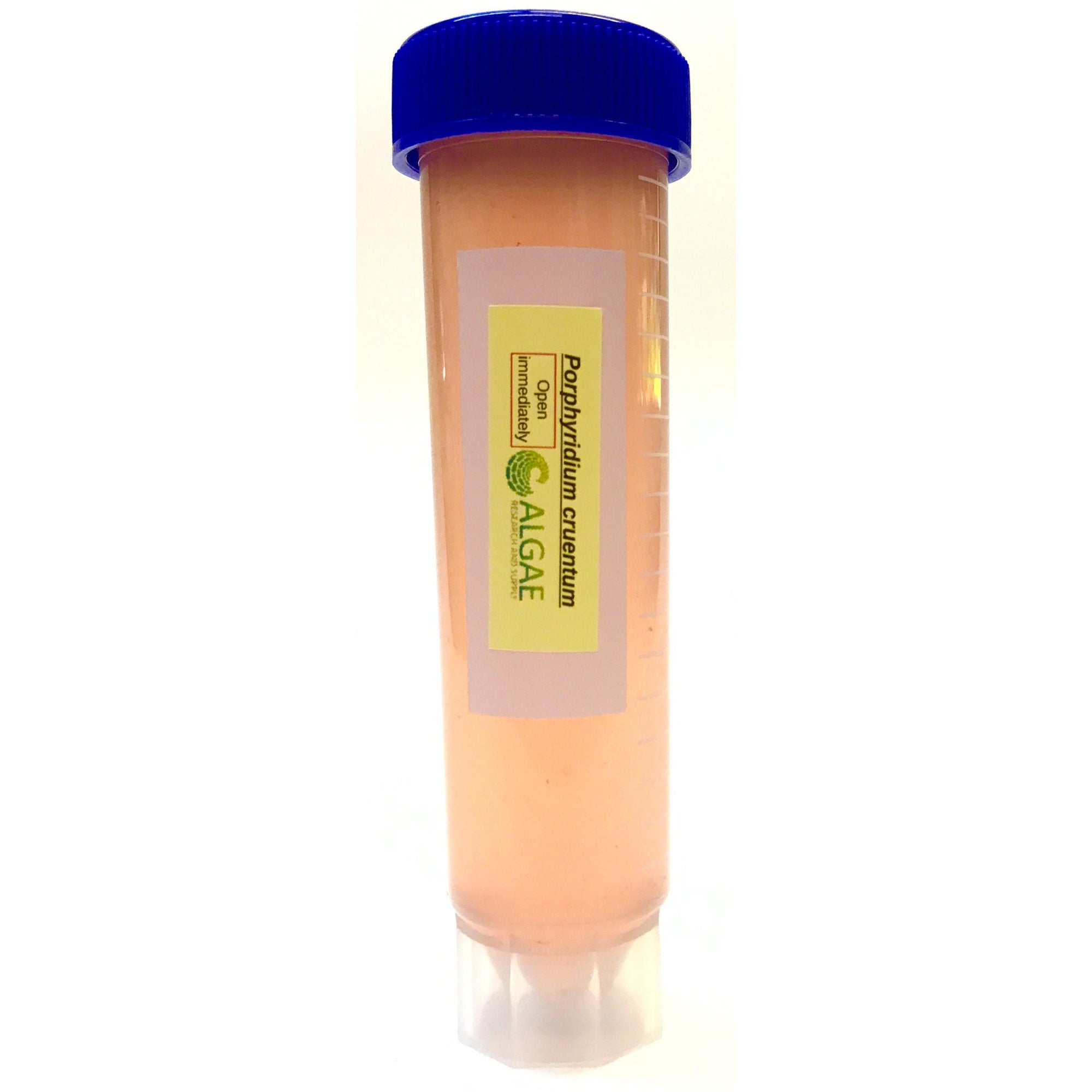 a 50ml culture tube of the red agale porphyidium from Algae Research Supply